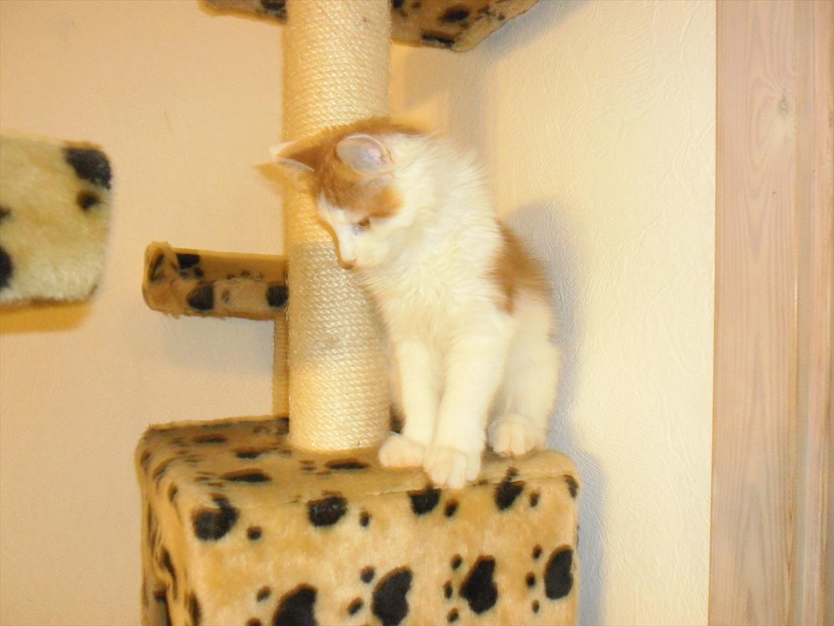 Maine Coon Tarzan billede 16