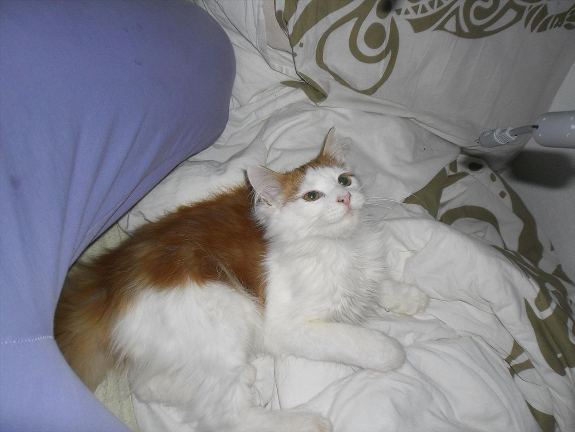 Maine Coon Tarzan billede 17