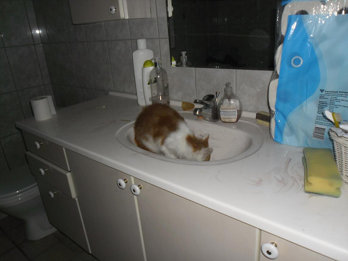 Maine Coon Tarzan billede 18