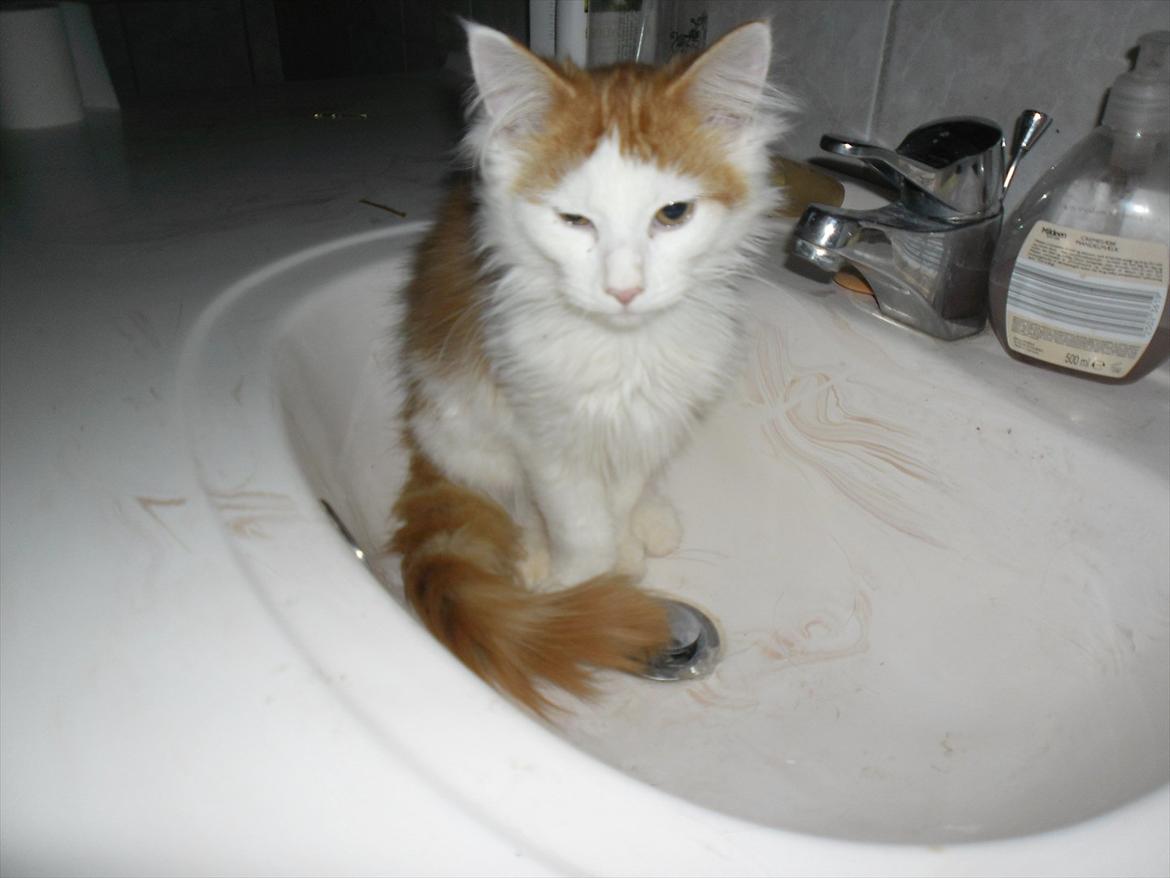 Maine Coon Tarzan billede 19