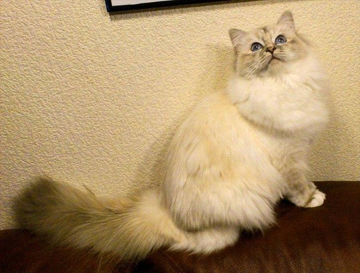 Hellig Birma Loppan billede 1