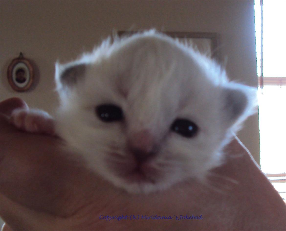 Hellig Birma Loppan billede 2