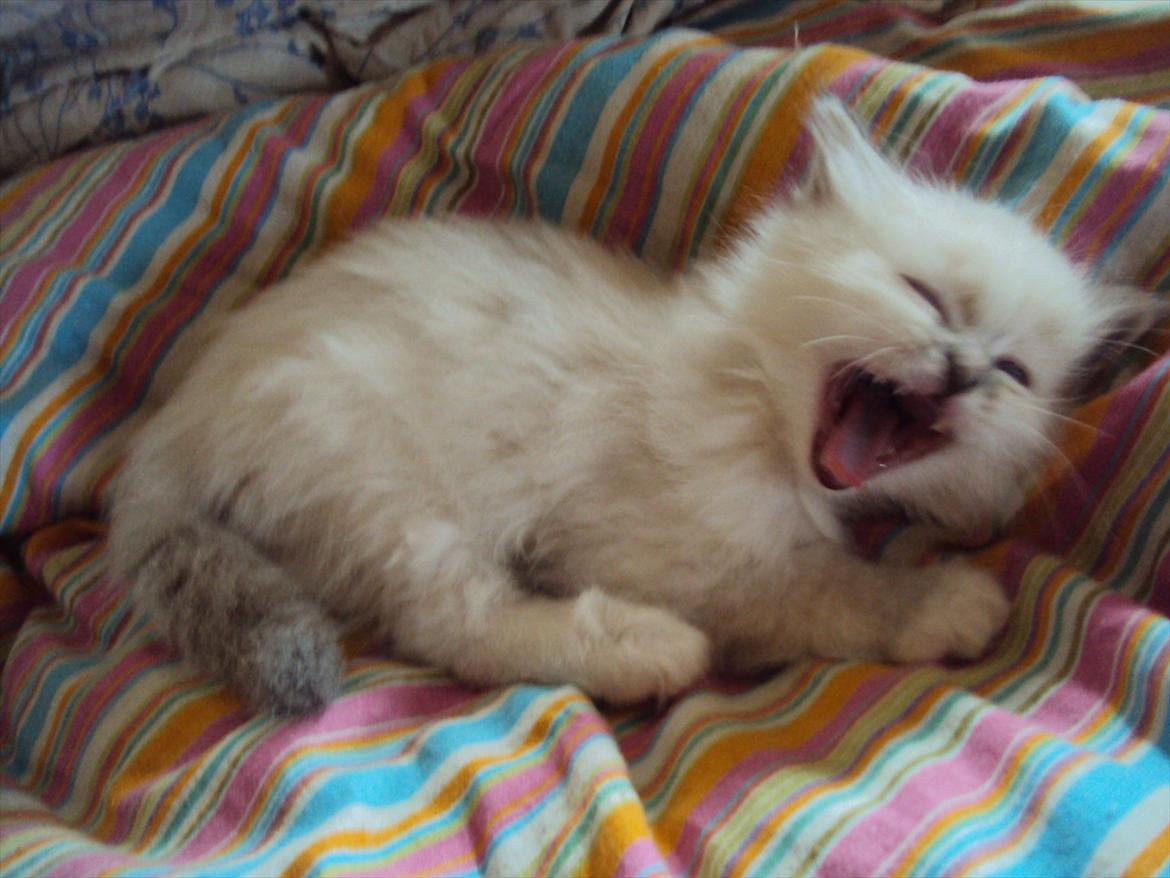 Hellig Birma Loppan billede 3