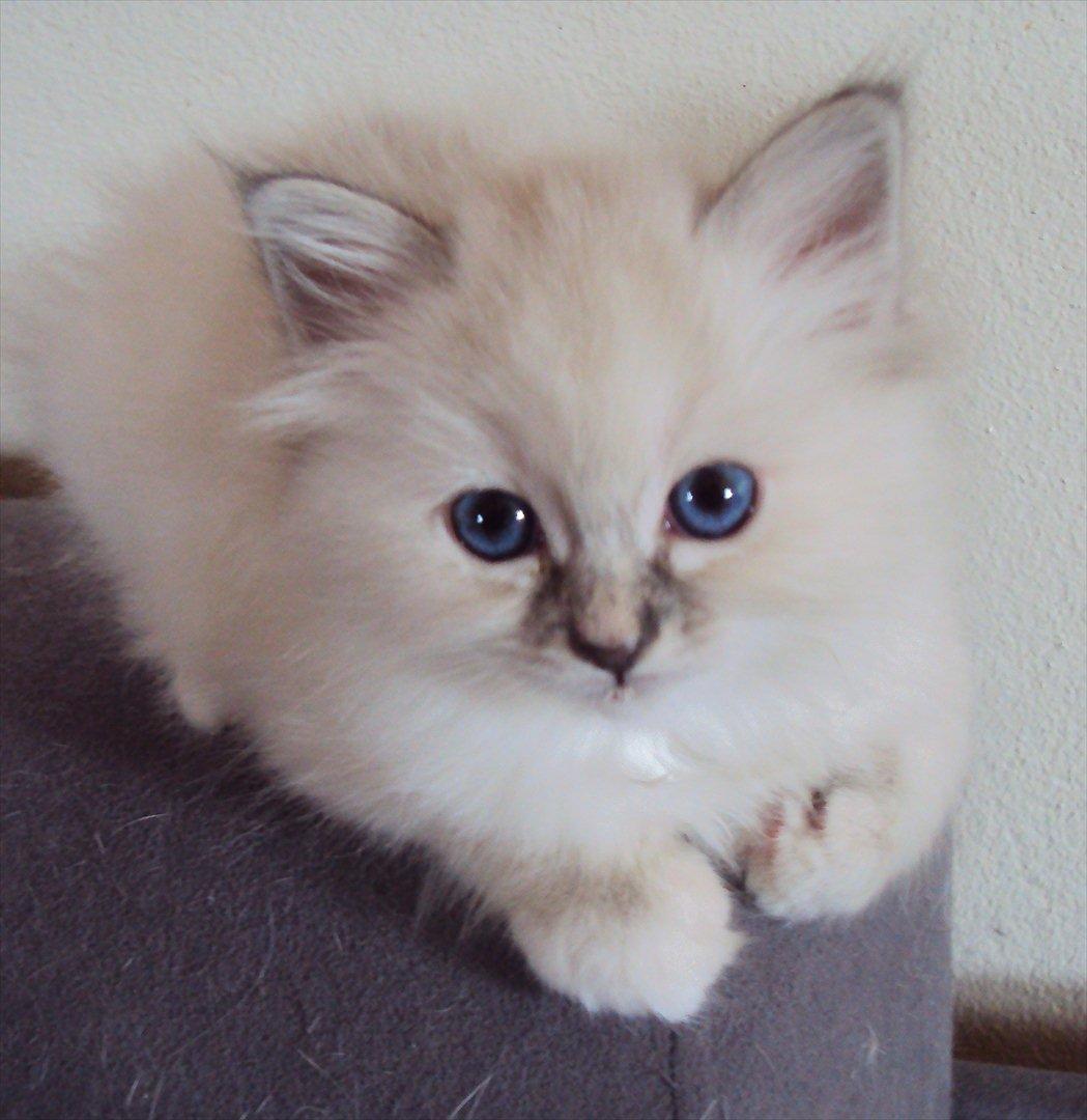 Hellig Birma Loppan billede 4