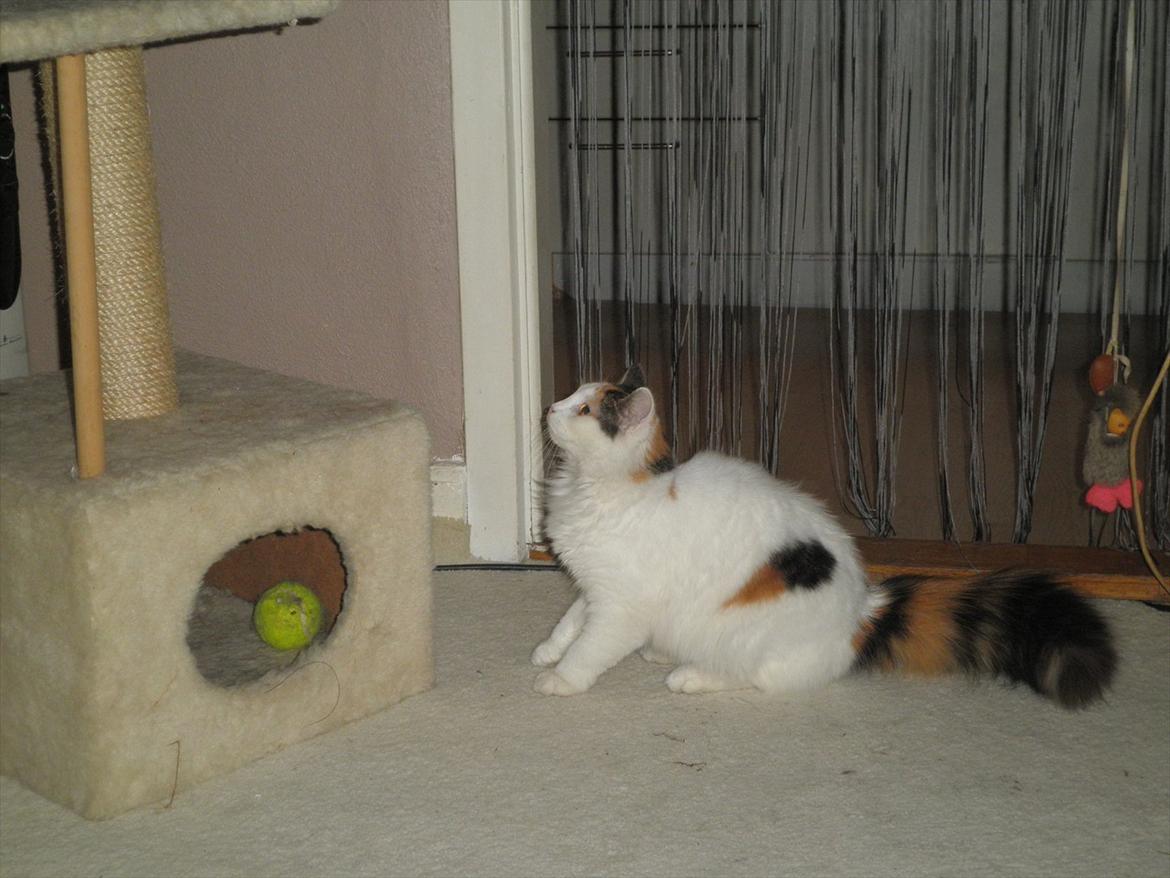 Blanding af racer Kickie billede 14