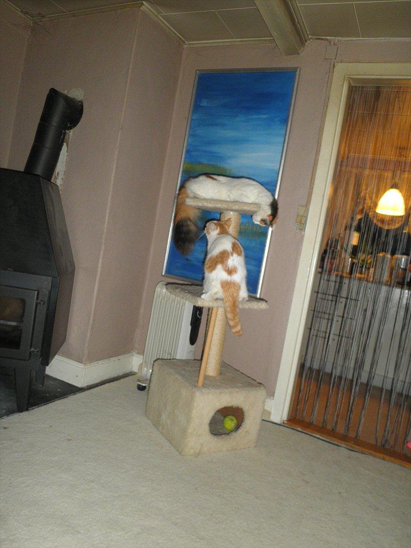 Blanding af racer Kickie billede 15