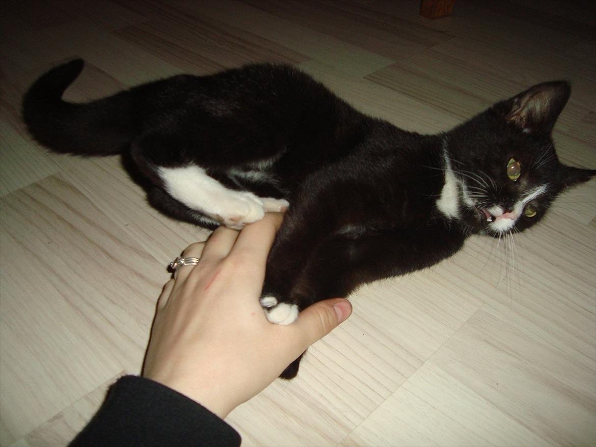 Huskat Mini mis aka Tromle aka luksusdyret<3 R.I.P.  billede 17