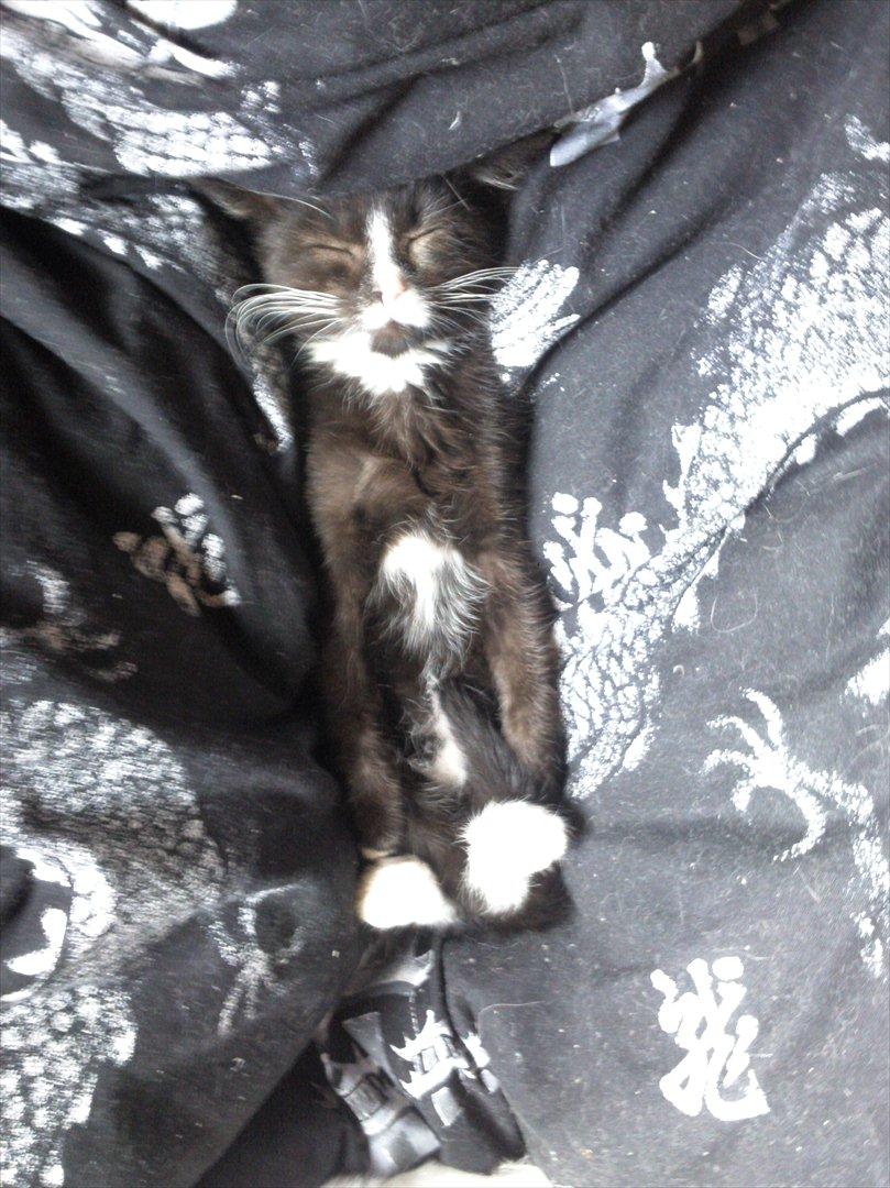 Huskat Mini mis aka Tromle aka luksusdyret<3 R.I.P.  billede 18