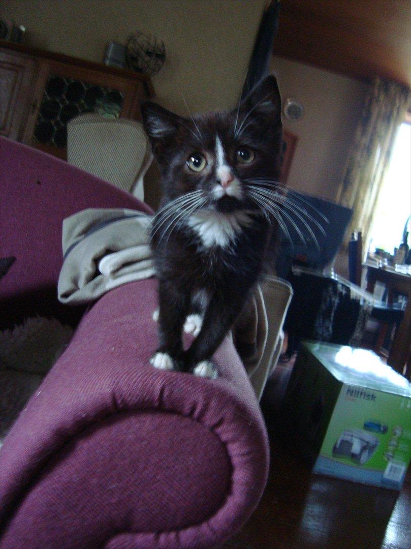 Huskat Mini mis aka Tromle aka luksusdyret<3 R.I.P.  billede 19