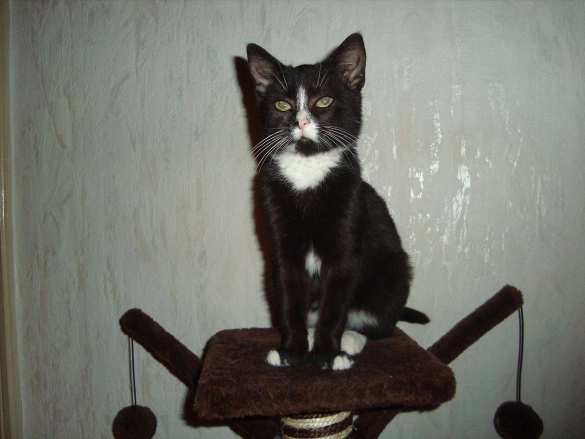 Huskat Mini mis aka Tromle aka luksusdyret<3 R.I.P.  billede 20