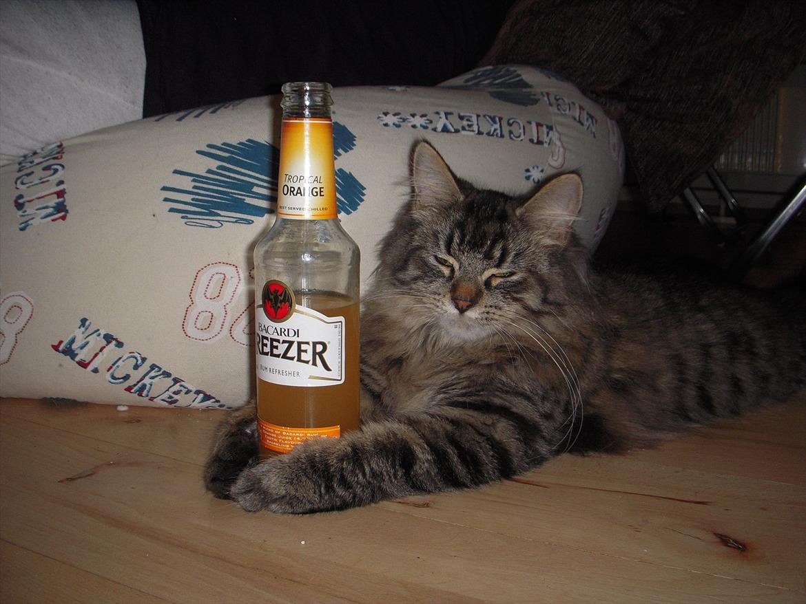 Blanding af racer Pixie - Pixie ville lige deltage i festen :D billede 13