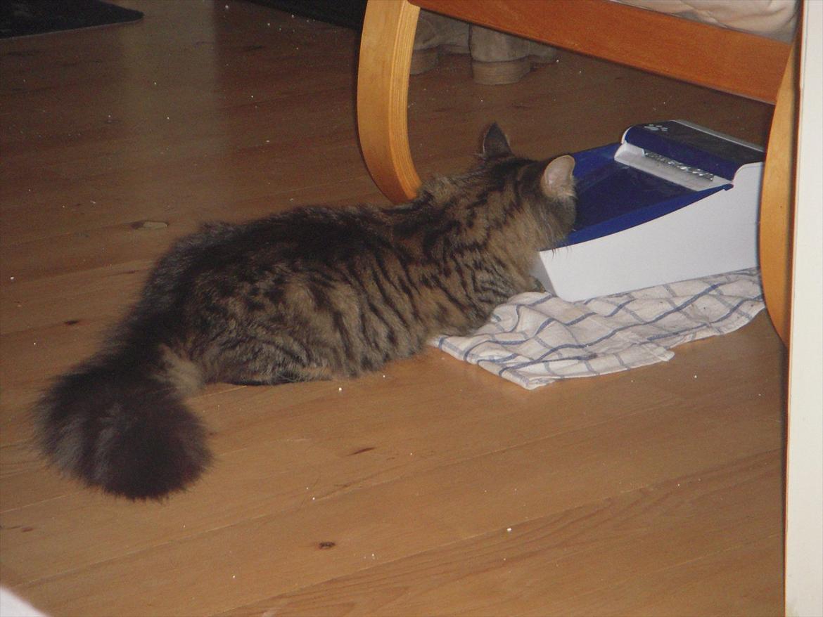 Blanding af racer Pixie - For doven til at stå op og drikke vand. :D billede 14