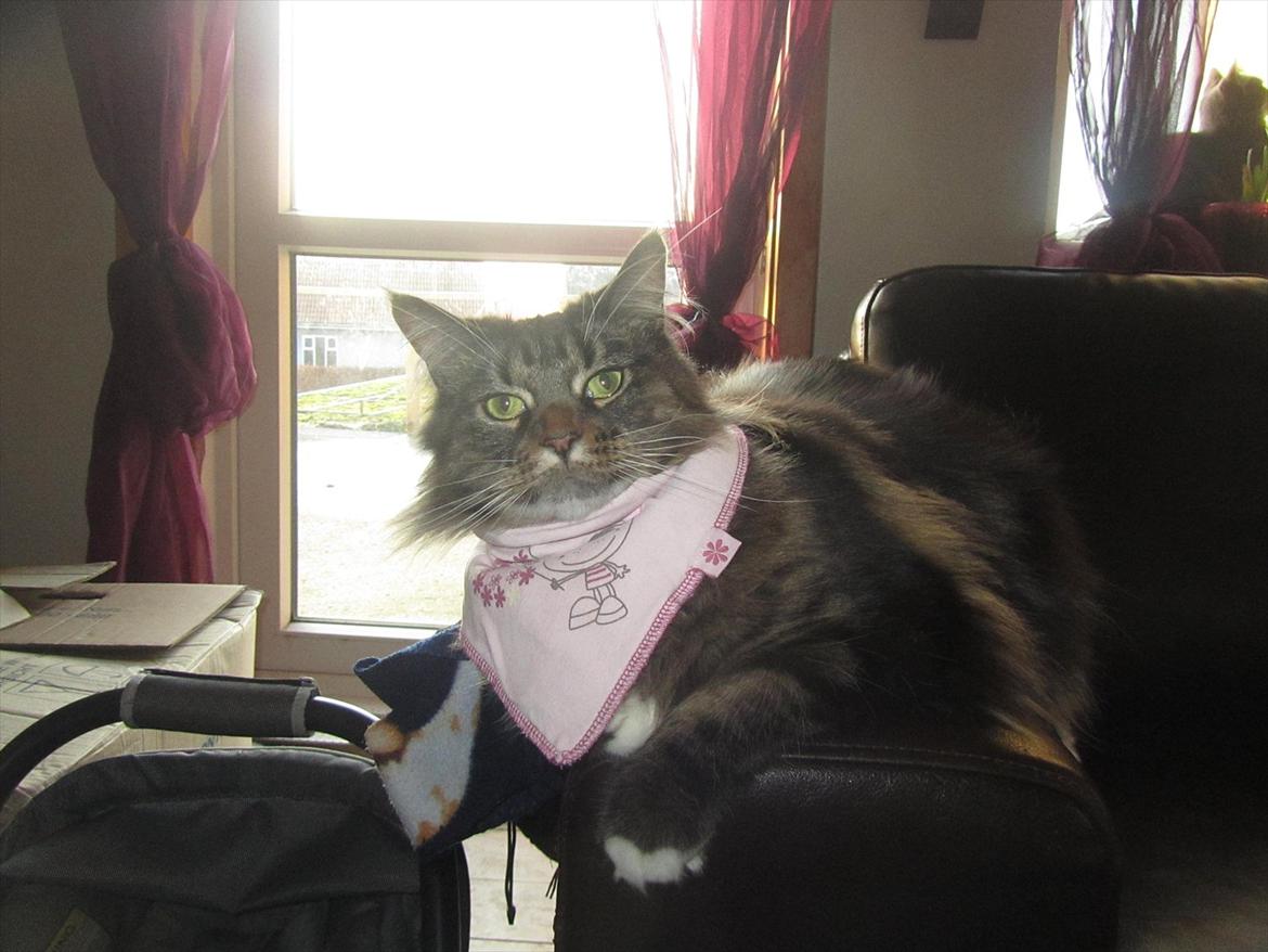 Maine Coon Josephine billede 9