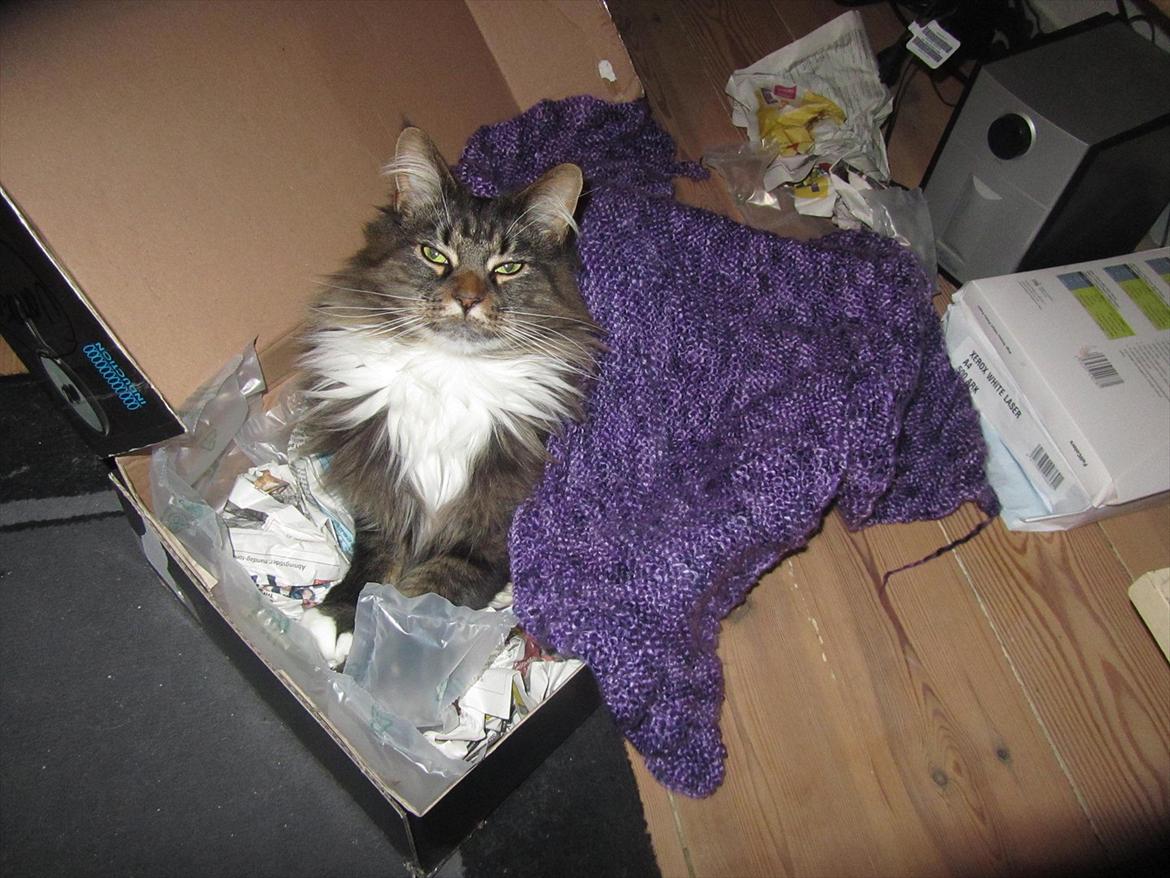 Maine Coon Josephine billede 10