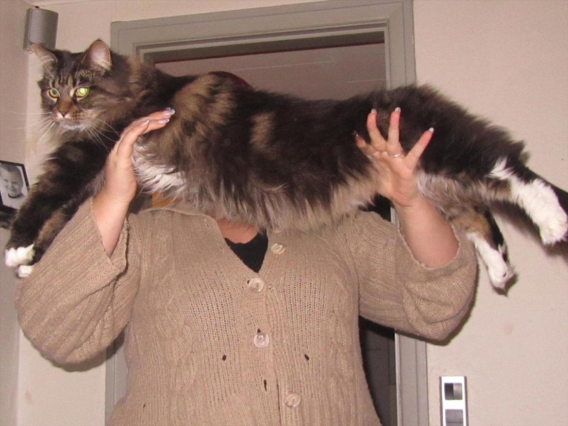 Maine Coon Josephine billede 11