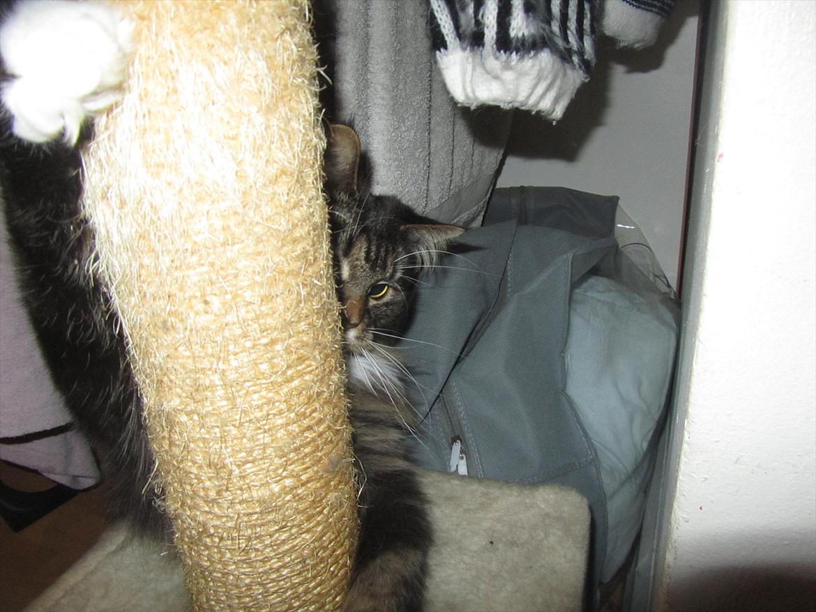 Maine Coon Josephine billede 12