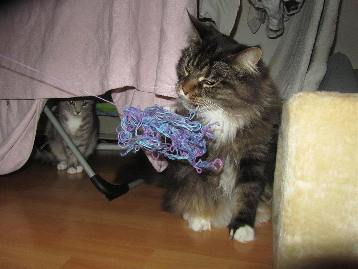 Maine Coon Josephine billede 13