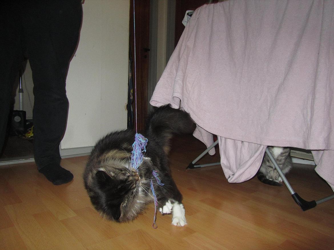 Maine Coon Josephine billede 14