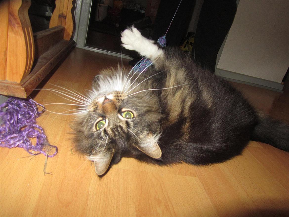 Maine Coon Josephine billede 1