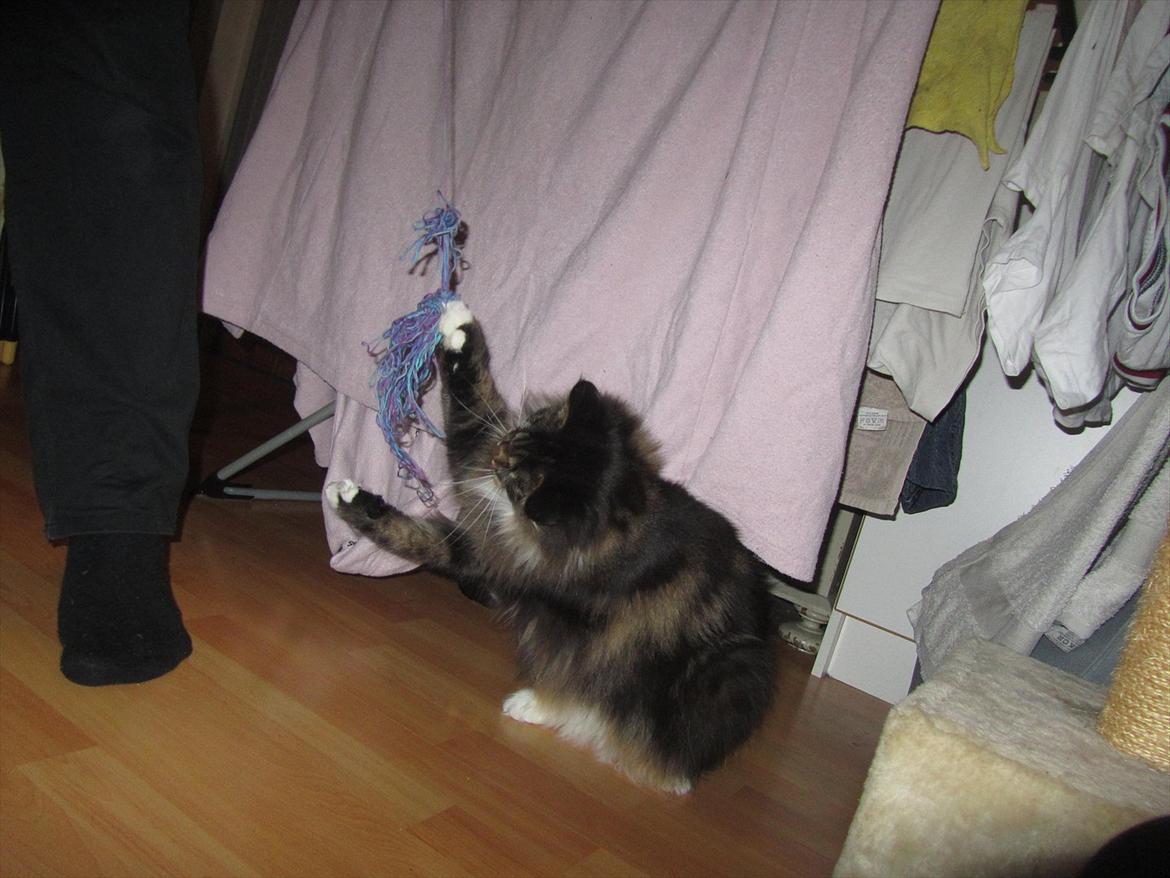 Maine Coon Josephine billede 15