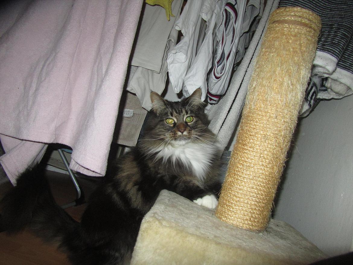 Maine Coon Josephine billede 16