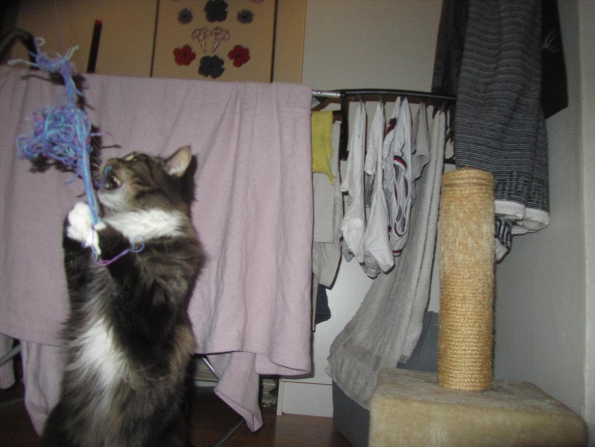 Maine Coon Josephine billede 17