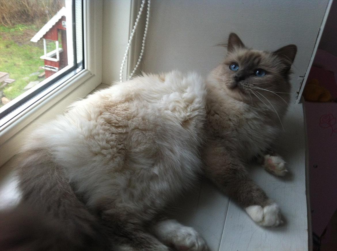 Hellig Birma Bella Blåmasket billede 1