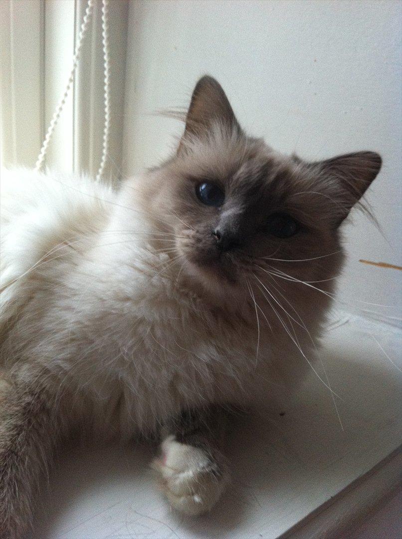 Hellig Birma Bella Blåmasket billede 2