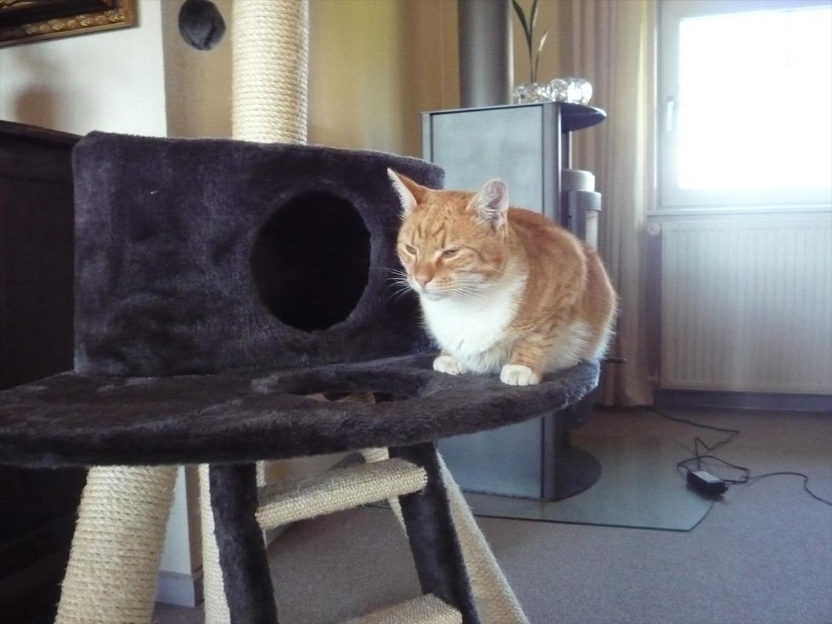 Huskat Brombass billede 19