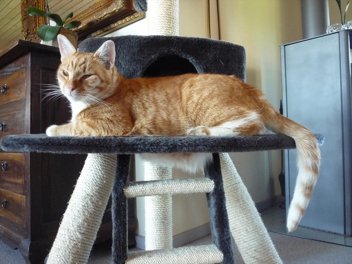 Huskat Brombass - Det er pels!! ;-)  billede 1