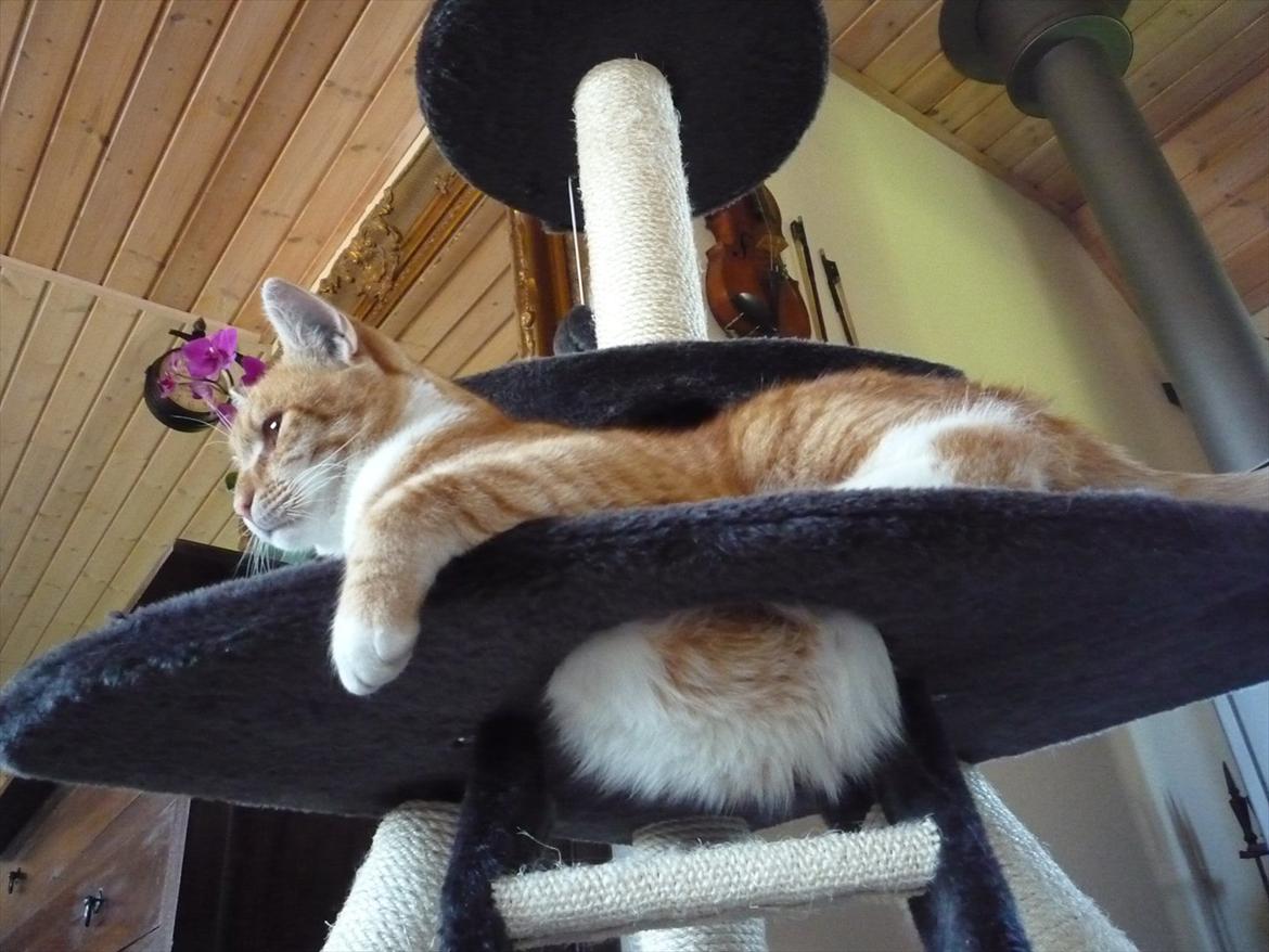 Huskat Brombass billede 20