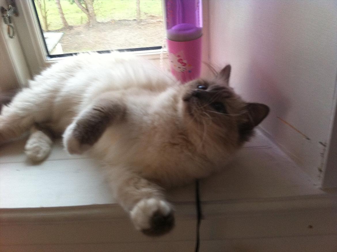 Hellig Birma Bella Blåmasket billede 6