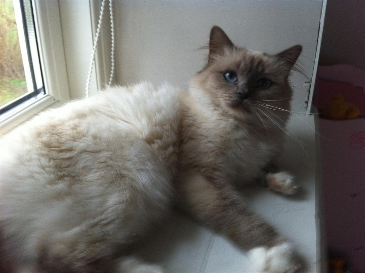 Hellig Birma Bella Blåmasket billede 7