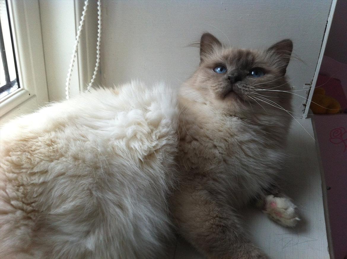 Hellig Birma Bella Blåmasket billede 8