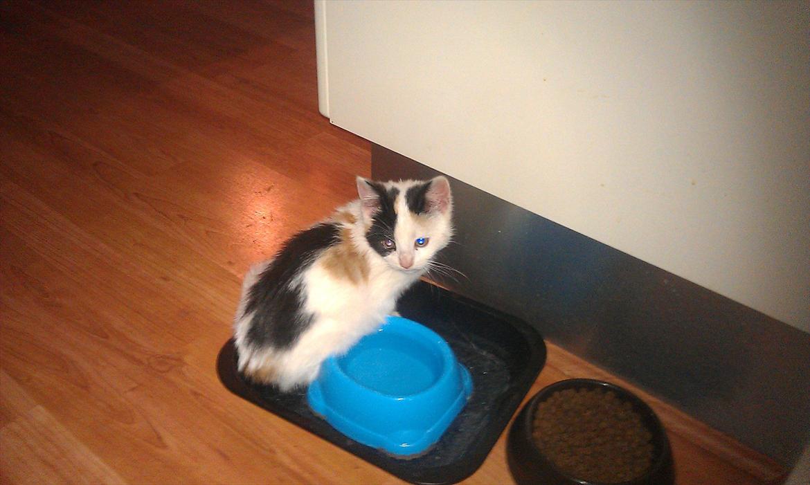 Huskat bailey - Mors prinsesse :) billede 1