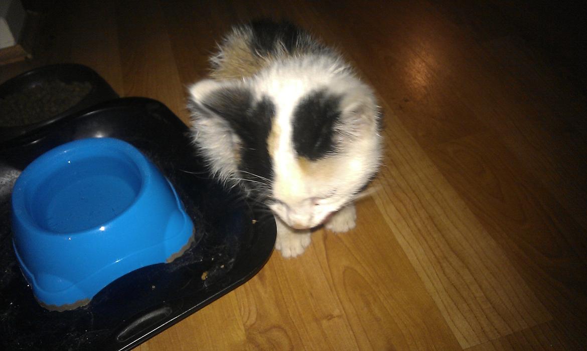 Huskat bailey billede 2