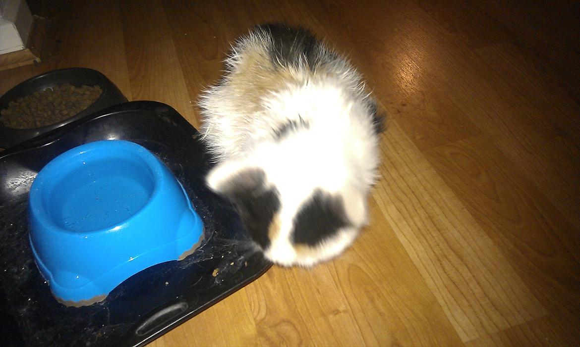 Huskat bailey billede 3