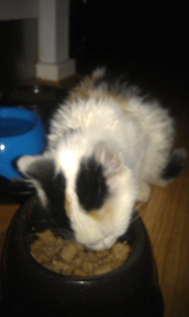 Huskat bailey billede 4