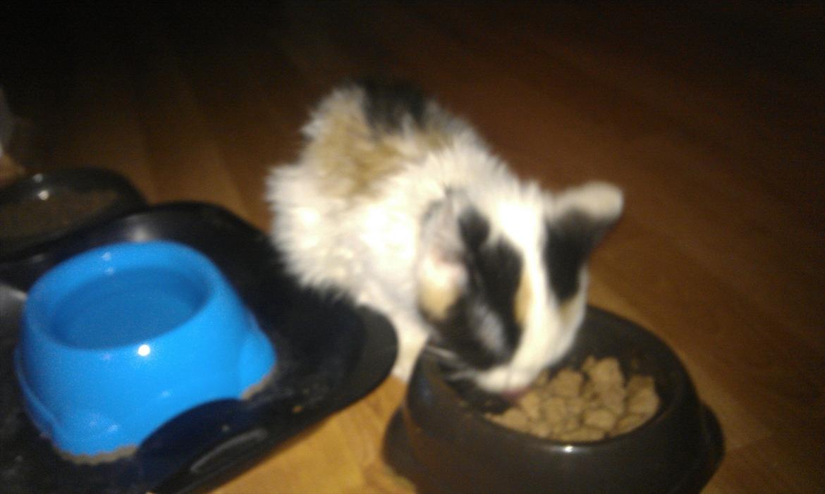 Huskat bailey billede 5