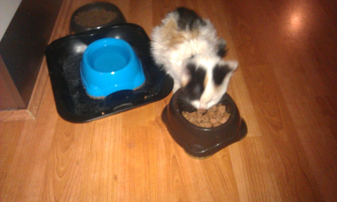 Huskat bailey billede 6