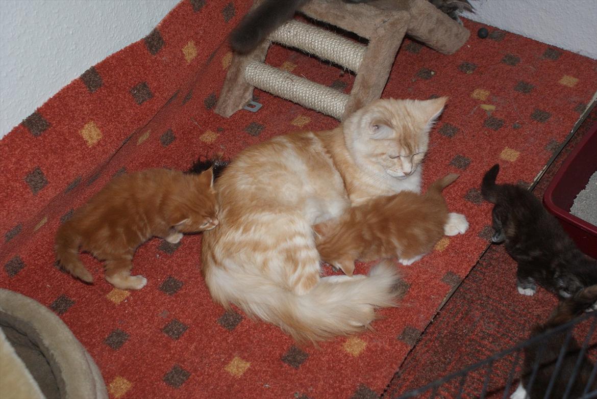 Maine Coon krammedyret himalayan sky billede 12