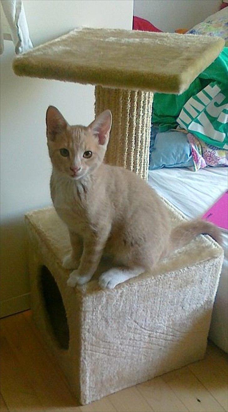 Huskat Peanut billede 3