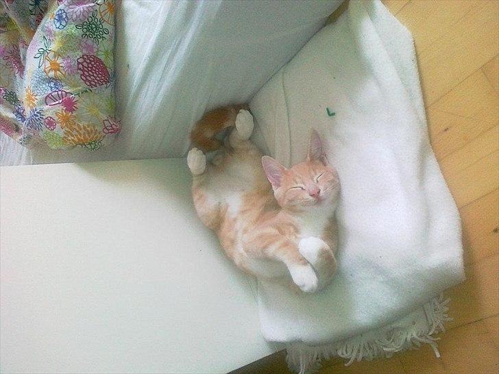 Huskat Peanut billede 4