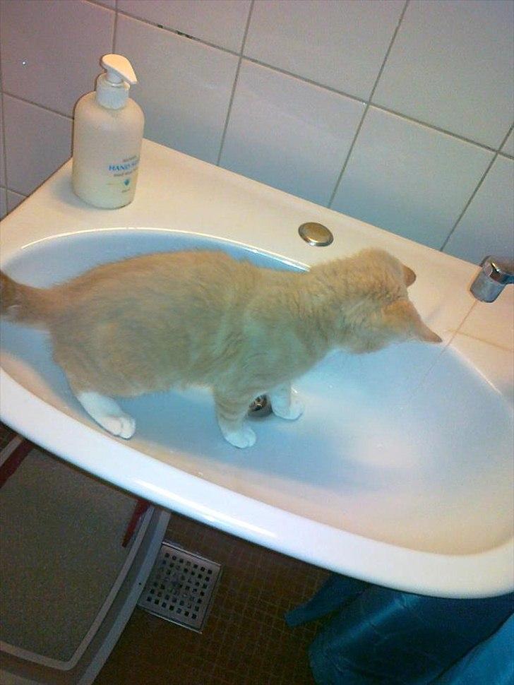 Huskat Peanut billede 5