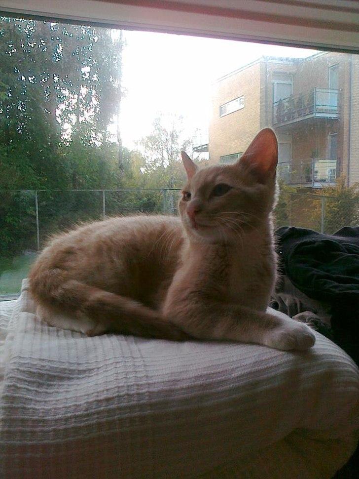 Huskat Peanut billede 6