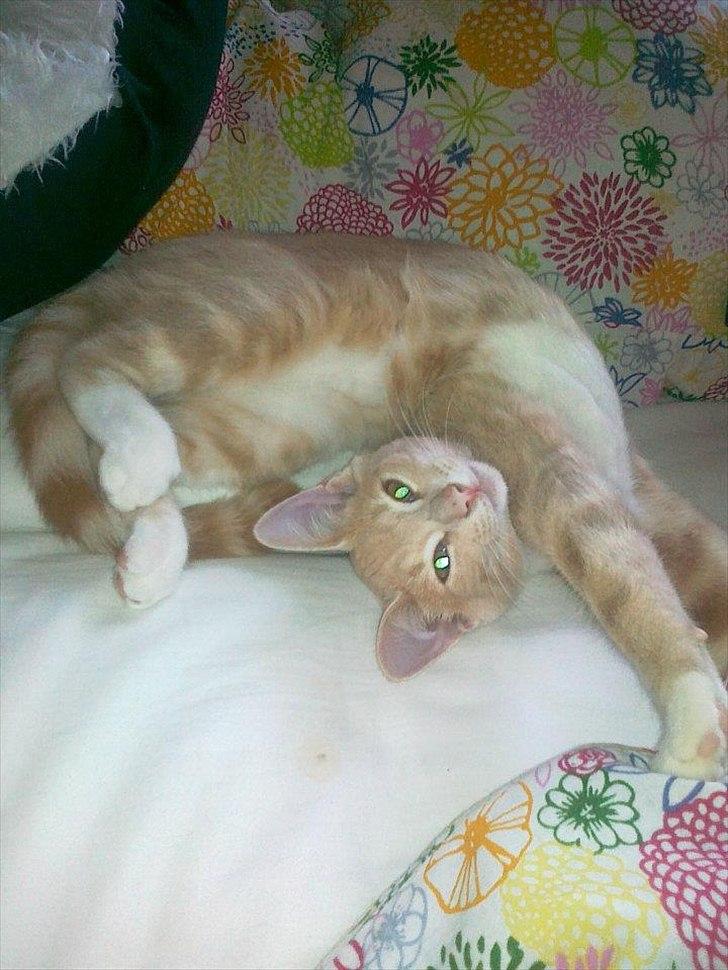 Huskat Peanut billede 7