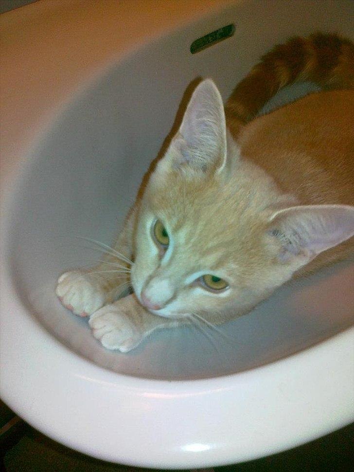 Huskat Peanut billede 8