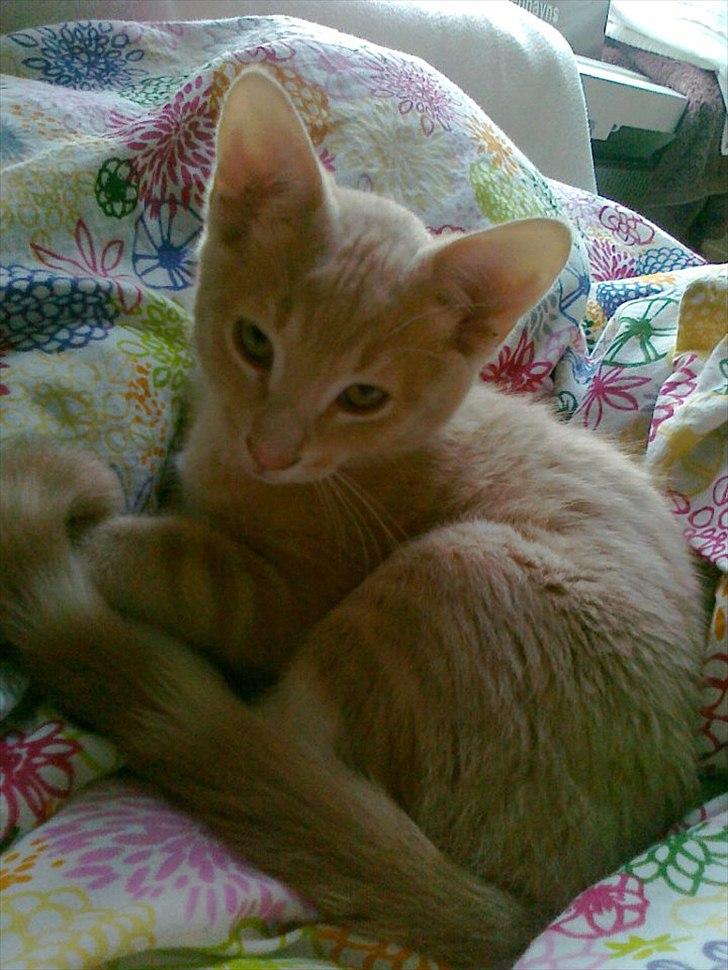 Huskat Peanut billede 9