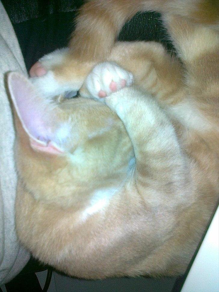 Huskat Peanut billede 10