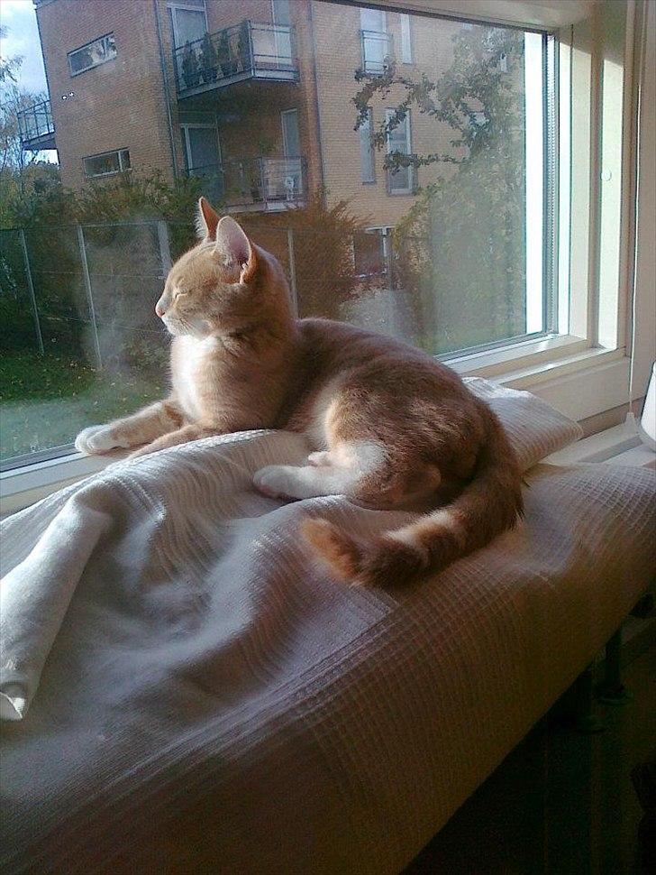 Huskat Peanut billede 11